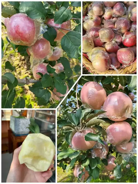 红富士苹果果肉实拍