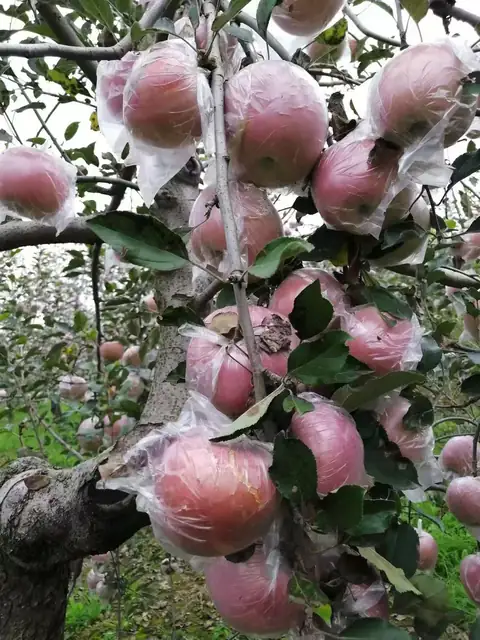 红富士苹果树上实拍