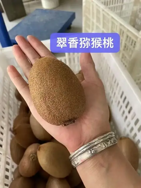 翠香猕猴桃实拍