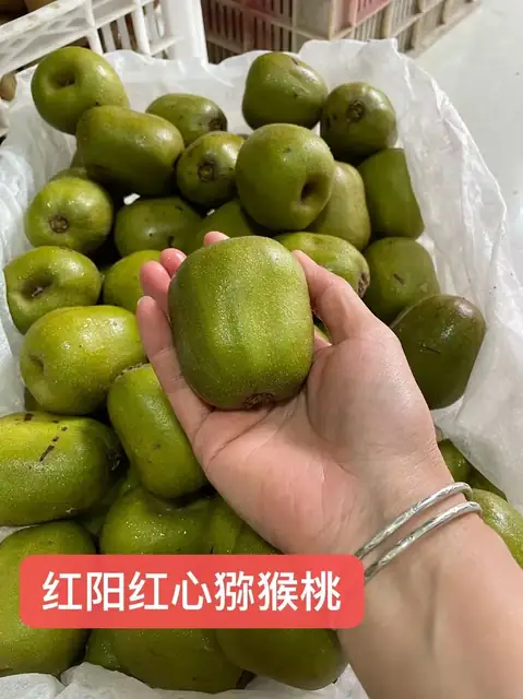 红阳红心猕猴桃实拍