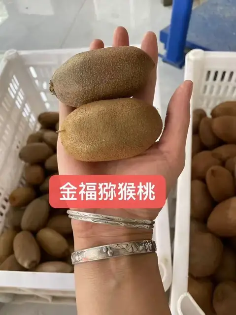 金福猕猴桃实拍