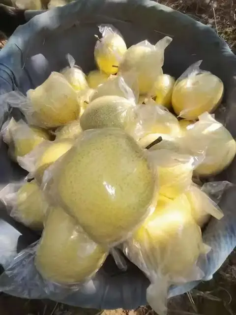 甜酥梨采收实拍
