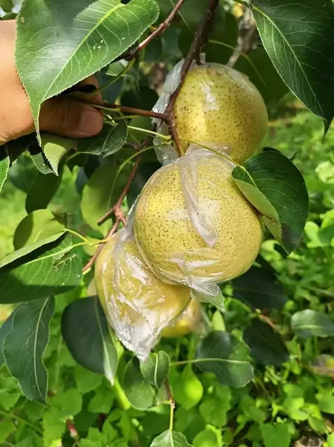 甜酥梨树上实拍