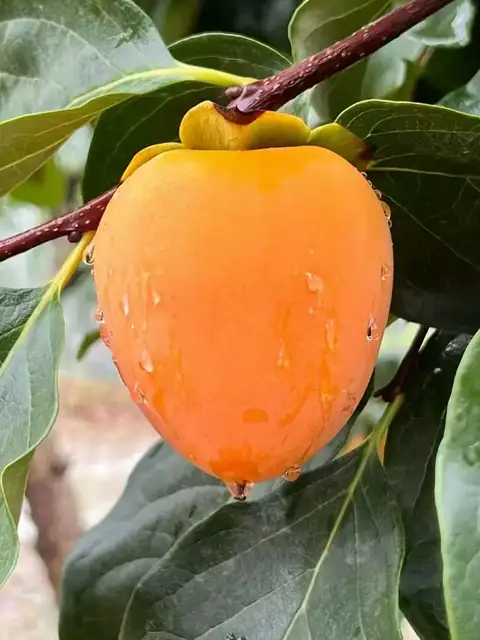 柿子鲜果实拍