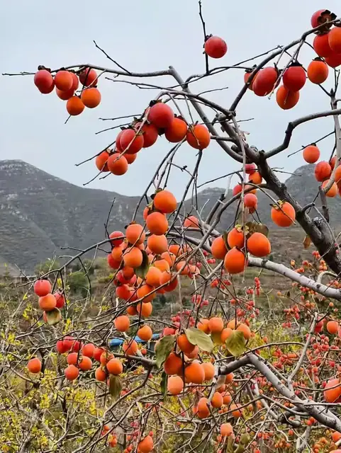 柿子树实拍