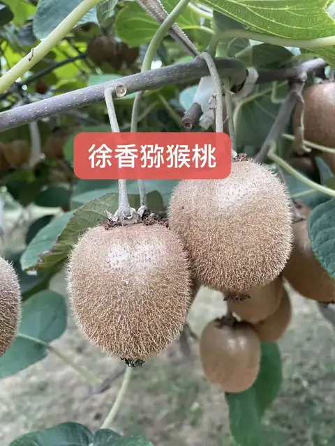 徐香猕猴桃实拍